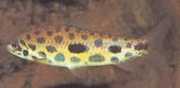 Leporinus maculatus Spotted Leporinus