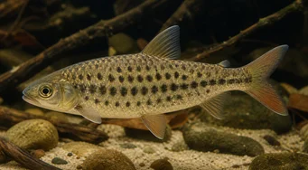 Leporinus maculatus Spotted Leporinus