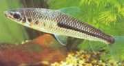 Leporinus nigrotaeniatus Black stripes leporinus