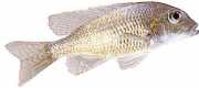 Lethrinops furcifer Lethrinops Furcififier