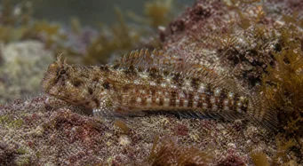 Lipophrys pholis