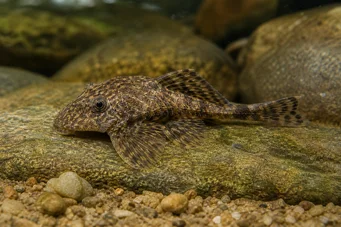 Lithoxus bovallii (Lithoxus bovallii)