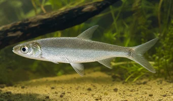 Luciosoma setigerum (Apollo shark)