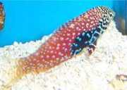 Macropharyngodon bipartitus Vermiculated labre