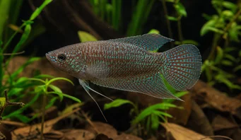 Macropodus cupanus Brown-tail-tail fishing fish