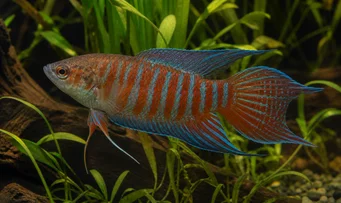 Macropodus opercularis Paradise