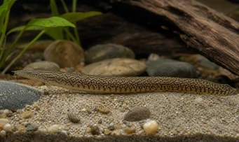 Mastacembelus armatus Giant spine