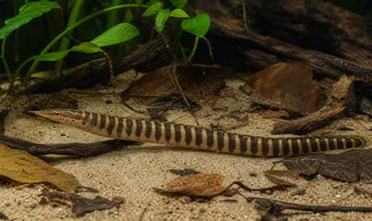 Mastacembelus circumcinctus Thorny belt eel