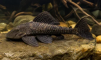 Megalancistrus barrae (Megalancistrus Barrae)