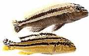 Melanochromis auratus Golden Mbuna