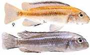 Melanochromis johanni Cichlid Cobalt