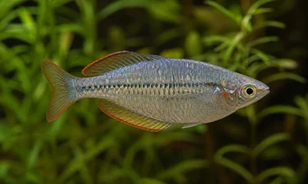 Melanotaenia maccullochi Dwarf rainbow fish