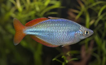 Melanotaenia splendida Cap York rainbow fish