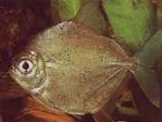 Metynnis argenteus Silver dollar