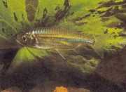 Micralestes acutidens African tetra with sharp teeth