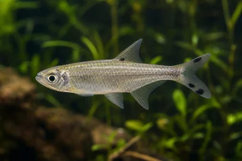 Micralestes acutidens