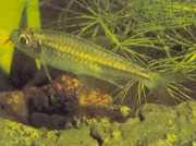 Micralestes humilis African tetra with red fins