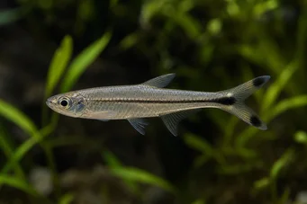 Micralestes humilis African tetra with red fins
