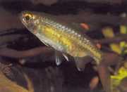Micralestes occidentalis Western African tetra