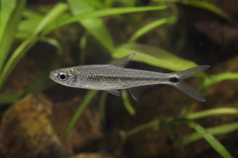 Micralestes occidentalis Western African tetra