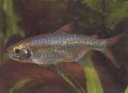 Micralestes sp. African tetra with red fins