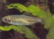 Micralestes stormsi Red Tetra from Congo True
