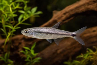 Micralestes stormsi Red Tetra from Congo True