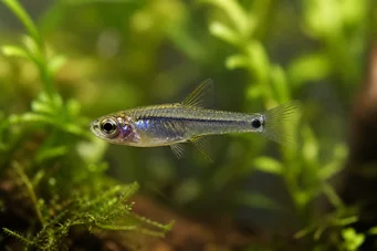 Microrasbora kutobai Green neon