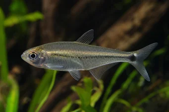 Mimagoniates lateralis Tetra-Glande with barred sides