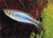 Mimagoniates microlepis Small scales tetra-barberos