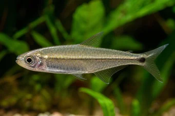 Mimagoniates microlepis Small scales tetra-barberos