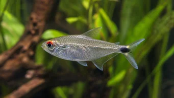 Moenkhausia sanctaefilomenae Moenkhausia with red eyes