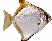 Monodactylus argenteus Moon Fish