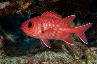 Myripristis murdjan Red