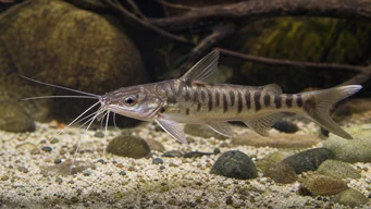 Mystus tengara MYSTUS TENGARA