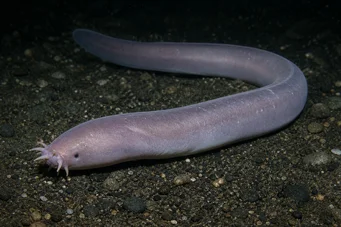 Myxine glutinosa