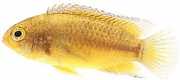 Nannacara anomala Dwarf cichlid with golde...