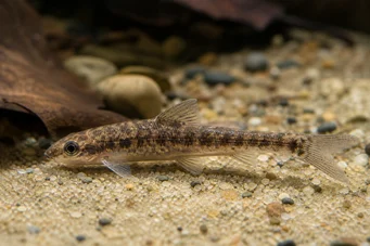 Nannocharax ansorgei