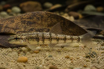 Nannocharax fasciatus (Striped African Fish Fish)