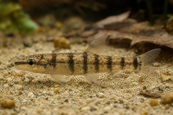 Nannocharax fasicatus