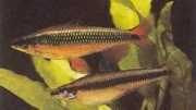 Nannocharax latifasciatu... Large-band African tetra...