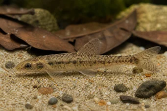 Nannocharax occidentalis