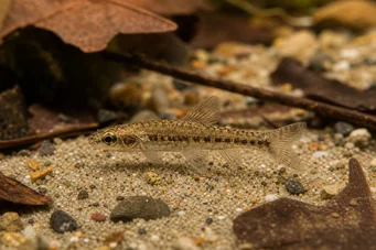 Nannocharax parvus (Large strip nannocharax)