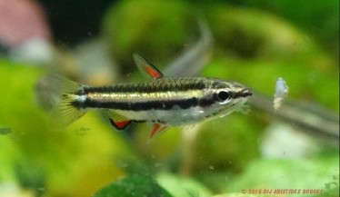 Nannostomus marginatus Dwarf pencil fish