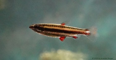 Nannostomus trifasciatus Three -band pencil fish