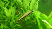 Nannostomus unifasciatus... Pencil fish at a strip