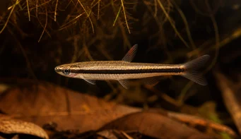 Nannostomus unifasciatus unifasciatus (Pencil fish at a strip)