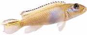 Nanochromis Nudiceps Nudiceps nanochromis