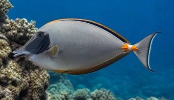 Naso lituratus Nasal orange spurs