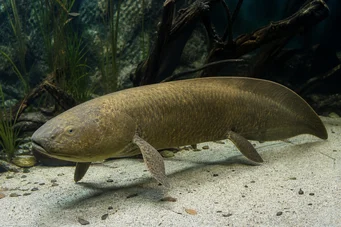 Neoceratodus forsteri Australian Dipneuste, Barramanda of Aust.